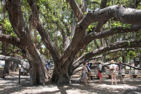 Banyan tree, Lahaina, Maui