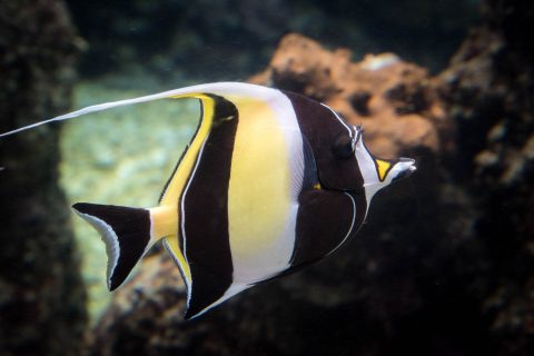 Moorish Idol fish, Maui Ocean Centre, Maui