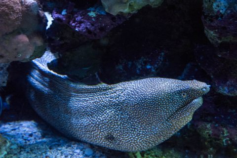 Maui Ocean Centre, Maui