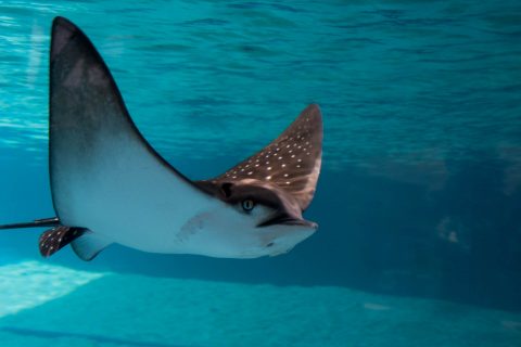 Spotted eagle ray, Maui Ocean Centre