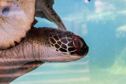 Sea turtle, Maui Ocean Centre