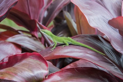 Lizard, Maui