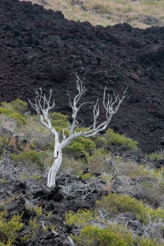 Lava landscape, Big island