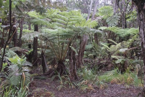 Tree ferns, Big Island