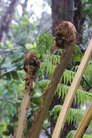 Tree ferns, Big Island