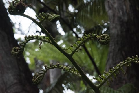 Tree ferns, Big Island