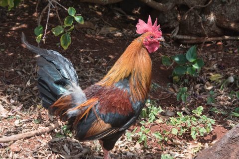 Feral chicken, Kauai