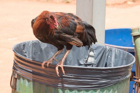 Feral chicken, Kauai