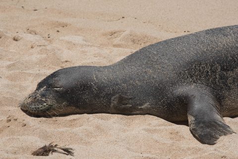 Hawaiian Monk Seal, Po'ipu Beach, Kauai