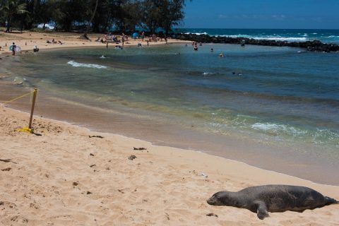 Hawaiian Monk Seal, Po'ipu Beach, Kauai