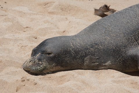 Hawaiian Monk Seal, Po'ipu Beach, Kauai
