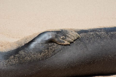 Hawaiian Monk Seal, Po'ipu Beach, Kauai