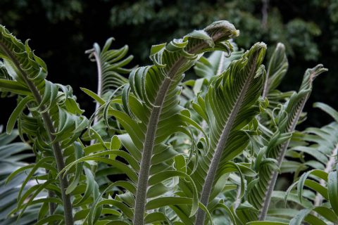Cycads, Kauai