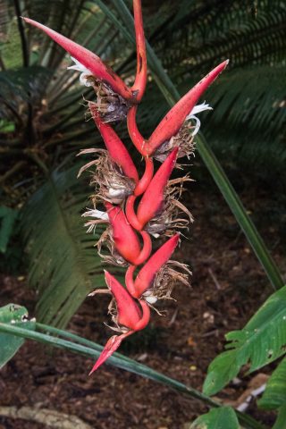 Lobster claw orchid, Kauai