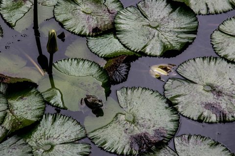 Waterliliies and frog, Kauai