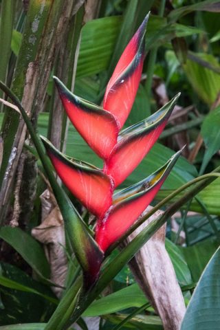 Lobster claw orchid, Kauai