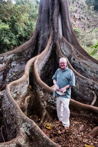 Moreton Bay Fig tree roots, Kauai