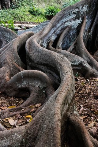 Moreton Bay Fig tree roots, Kauai