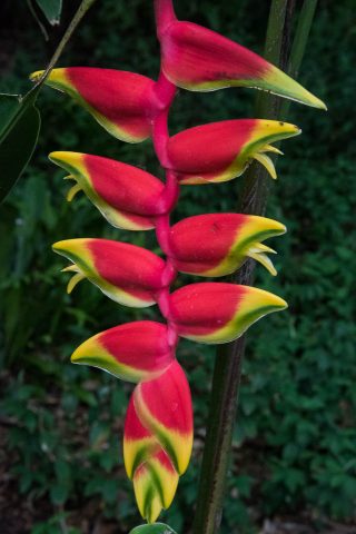 Lobster claw orchid, Kauai