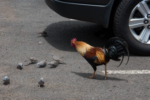 Feral chicken, Kauai