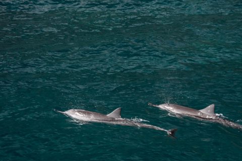 Hawaiin spinning dolphins, Kauai