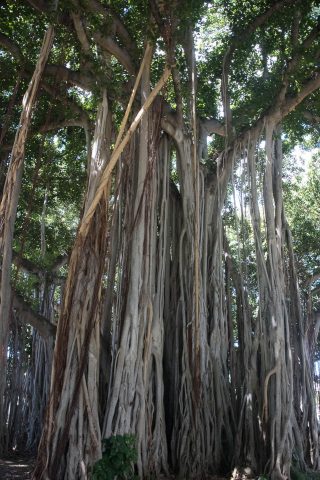 Banyan tree, Honolulu, Oahu