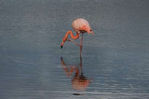 greater FLamingo, Sanat Cruz