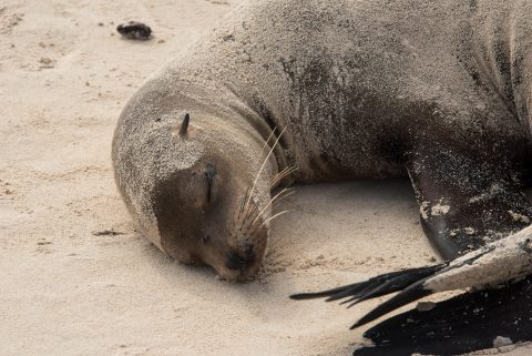 Sea lion, Santa Cruz