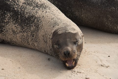 Sea lion, Santa Cruz