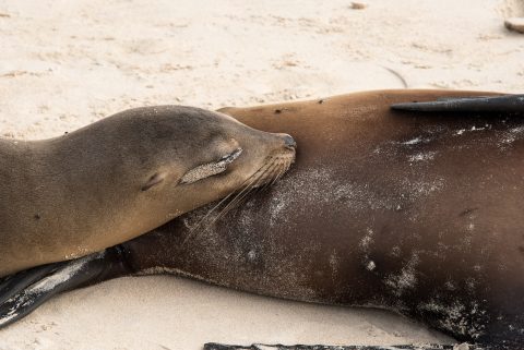 Sea lion, Santa Cruz
