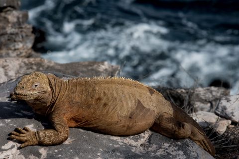 Land iguana, Sante Fe