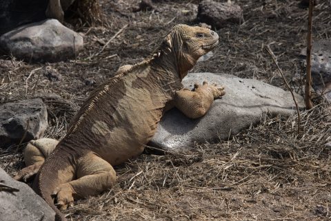 Land iguana, Sante Fe