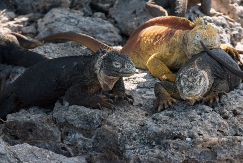 Marine and Land Iguanas, South Plaza