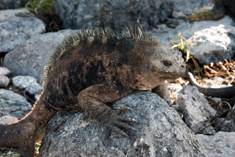 Marine iguana, South Plaza