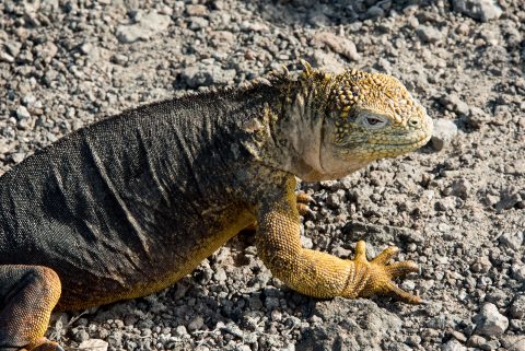 Land iguana, South Plaza