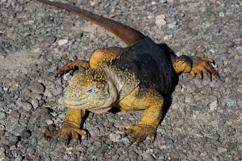 Land iguana, South Plaza