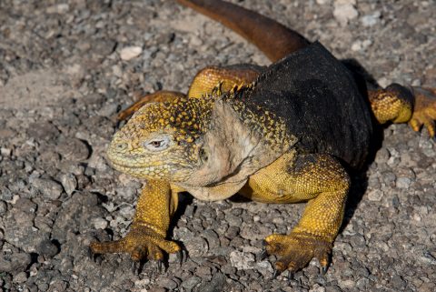 Land iguana, South Plaza