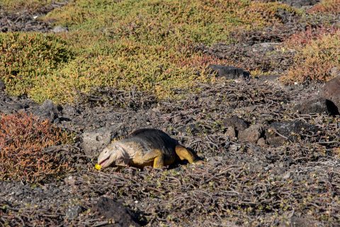 Land iguana, South Plaza