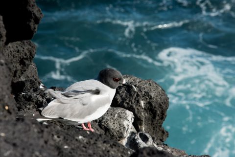 Swallow Tailed gull, South Plaza