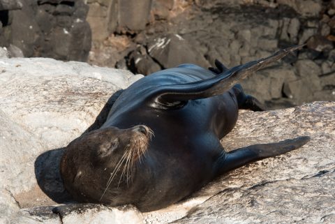 Sea lion, South Plaza