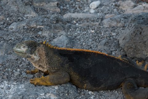 Land iguana, South Plaza