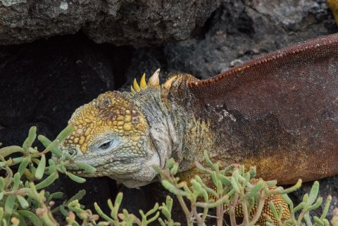 Land iguana, South Plaza