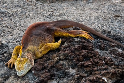 Land iguana, South Plaza