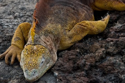 Land Iguana, South Plaza Island