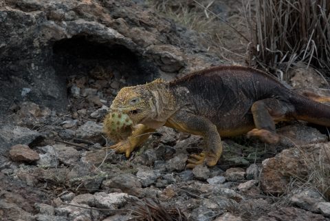 Land iguana, South Plaza
