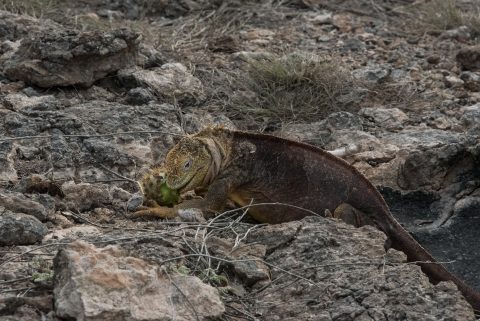 Land iguana, South Plaza