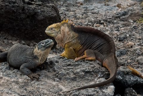 Land and marine iguanas, South Plaza