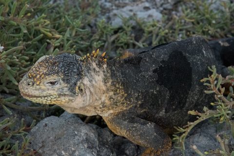 Marine Iguana, South Plaza
