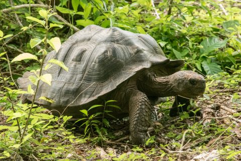 San Cristobel tortoise