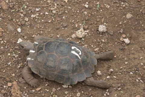 San Cristobel tortoise - baby